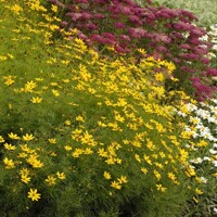 Coreopsis verticillata 'Zagreb'