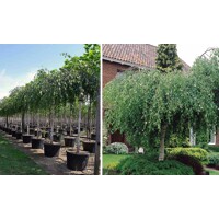 Breza previsnutá - Betula pendula ´Youngii´ Co25-35L  10/12  KM200