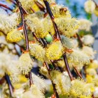 Vŕba rakytová - Salix caprea Pendula  Co5L  KM150