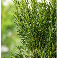 Tis prostredný - Taxus media ´Hillii´ Co2L 30/40