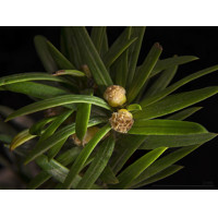 Tis prostredný - Taxus media ´Hillii´ Co2L 30/40