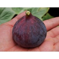 Figovník - Ficus carica ´Violette de Sollies´ 25/30 Co2L