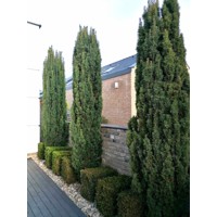 Tis obyčajný - Taxus baccata ´Fastigiata Robusta´ 100/120