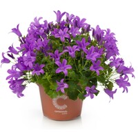 Campanula portenschlagiana 'Porto'  P11