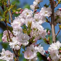 Čerešňa pilovitá - Prunus serrulata 'Amanogawa' Co7,5L 100/125