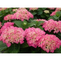 Hortenzia kalinolistá - Hydrangea macrophylla ´Schoene Bautznerin´ Co4L