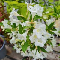 Vajgela kvetnatá - Weigela florida 'Ebony and Ivory' Co2,5L  20/30