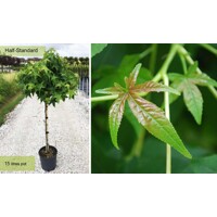 Ambrovník styraxový - Liquidambar styraciflua ´Gum Ball´ Co14L  1/2 kmeň