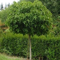 Ambrovník styraxový - Liquidambar styraciflua ´Gum Ball´ Co14L  1/2 kmeň