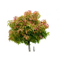 Ambrovník styraxový - Liquidambar styraciflua ´Gum Ball´ Co14L  1/2 kmeň