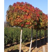 Ambrovník styraxový - Liquidambar styraciflua ´Gum Ball´ Co14L  1/2 kmeň