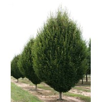 Hrab oby?ajný - Carpinus betulus Fastigiata 210/230cm