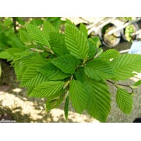 Hrab oby?ajný - Carpinus betulus Fastigiata 210/230cm