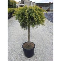 Borievka prostredná - Juniperus x Pfitzertiana ´Old gold´  1/2 kmeň d40-50