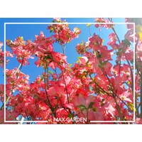 Drie? kvetnatý - Cornus florida ´Rubra´ -170/190cm
