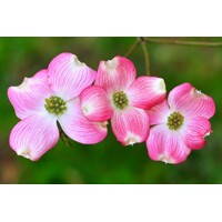Drie? kvetnatý - Cornus florida ´Rubra´ -170/190cm