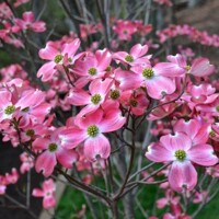 Drie? kvetnatý - Cornus florida ´Rubra´ -170/190cm