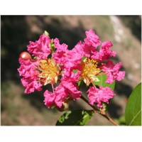 Myrta krepová ružová- Lagerstroemia indica ´Rosea Nova´ Co3L 80/100