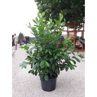 Vavrínovec lekársky Novita - Prunus laurocerasus ´Novita´ Co15L 150/170