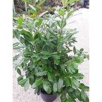 Vavrínovec lekársky Novita - Prunus laurocerasus ´Novita´ Co15L 150/170