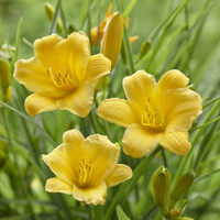 ?aliovka – Hemerocallis ´Stella de Oro´