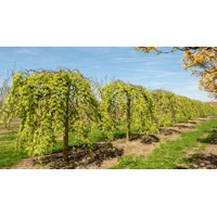 Ulmus glabra ´Camperdownii´ Co18L 8-10