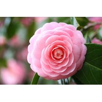 Kamélia Japonská ružová - Camellia japonica - ružová Co17