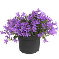 Campanula portenschlagiana 'Nina'  P10,5