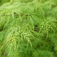 Javor dlaňolistý - Acer palmatum  'Dissectum Viridis' Co18L  km80