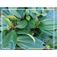 Kalina Dávidova - Viburnum davidii - 30/35cm