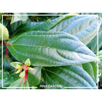 Kalina Dávidova - Viburnum davidii - 30/35cm