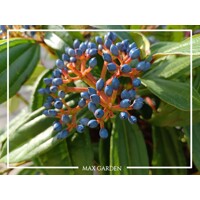 Kalina Dávidova - Viburnum davidii - 30/35cm