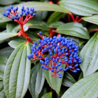 Kalina Dávidova - Viburnum davidii - 30/35cm