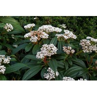 Kalina Dávidova - Viburnum davidii - 30/35cm