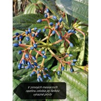 Kalina Dávidova - Viburnum davidii - 30/35cm