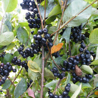 Jarabina ?ierna - Aronia prunifolia ´Hugin´- 30/40cm