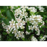 Jarabina ?ierna - Aronia prunifolia ´Hugin´- 30/40cm