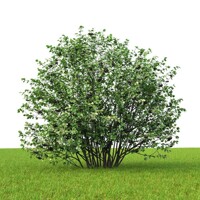 Jarabina ?ierna - Aronia prunifolia ´Hugin´- 30/40cm