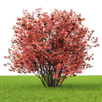 Jarabina ?ierna - Aronia prunifolia ´Hugin´- 30/40cm