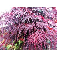 Javor dlaňolistý - Acer palmatum  'Dissectum Garnet' Co18L  1/2 kmeň