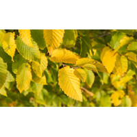 Hrab oby?ajný - Carpinus betulus ´Lucas´ vysokokme? 6/8, Co25L