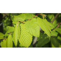 Hrab oby?ajný - Carpinus betulus ´Lucas´ vysokokme? 6/8, Co25L