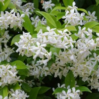 Jasmínovník vonný  - Rhyncospermum Jasminoides  Co12L 150/175