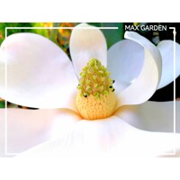 Magnólia ve?kokvetá - Magnolia grandiflora 'Gallisoniensis' - na 200/220cm kmeni