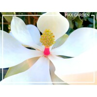 Magnólia ve?kokvetá - Magnolia grandiflora 'Gallisoniensis' - na 200/220cm kmeni