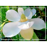 Magnólia ve?kokvetá - Magnolia grandiflora 'Gallisoniensis' - na 200/220cm kmeni