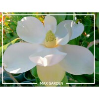 Magnólia ve?kokvetá - Magnolia grandiflora 'Gallisoniensis' - na 200/220cm kmeni