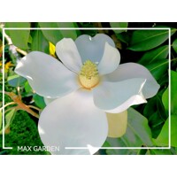Magnólia ve?kokvetá - Magnolia grandiflora 'Gallisoniensis' - na 200/220cm kmeni