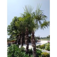 Palma konoponá - Chamaerops Excelsa - Trachycarpus fortunei 120/140