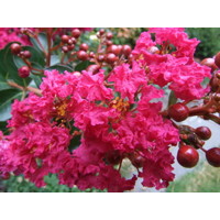 Myrta krepová tmavo ružová - Lagerstroemia indica ´Rosea´  Co10L  km1/2